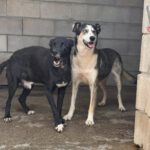 Husky Border Collie Mischling Rita, 10/2022, ca. 55 cm
