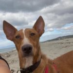 Podenco Rodney, 04/2024, ca. 45 cm