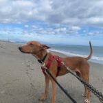 Podenco Rodney, 04/2024, ca. 45 cm