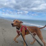 Podenco Rodney, 04/2024, ca. 45 cm