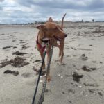 Podenco Rodney, 04/2024, ca. 45 cm