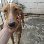 Podenco Rodney, 04/2024, ca. 45 cm