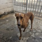 Podenco Rodney, 04/2024, ca. 45 cm