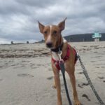 Podenco Rodney, 04/2024, ca. 45 cm