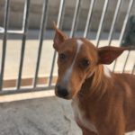 Podenco Rodney, 04/2024, ca. 45 cm