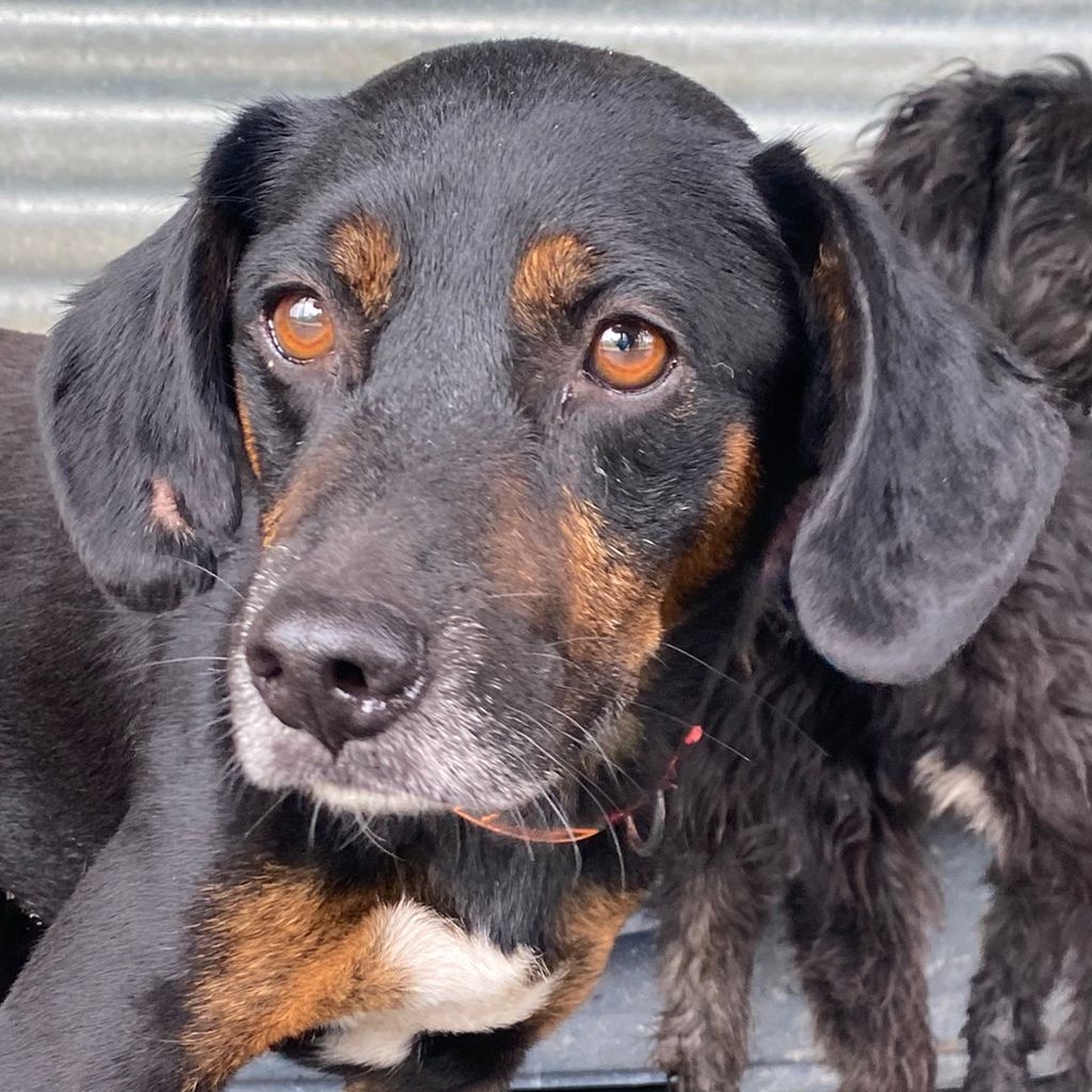 Mischling Rott, 10/2018, ca. 50cm