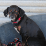 Mischling Rott, 10/2018, ca. 50cm