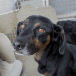 Mischling Rott, 10/2018, ca. 50cm