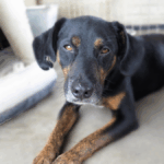Mischling Rott, 10/2018, ca. 50cm