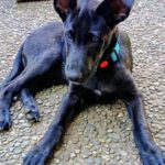 Schäferhund Mischling Roy, 04/2025, Endgröße ca. 60 cm, 66346 Püttlingen