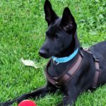 Schäferhund Mischling Roy, 04/2025, Endgröße ca. 60 cm, 66346 Püttlingen