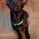 Schäferhund Mischling Roy, 04/2025, Endgröße ca. 60 cm, 66346 Püttlingen