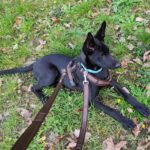 Schäferhund Mischling Roy, 04/2025, Endgröße ca. 60 cm, 66346 Püttlingen