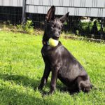 Schäferhund Mischling Roy, 04/2025, Endgröße ca. 60 cm, 66346 Püttlingen