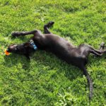 Schäferhund Mischling Roy, 04/2025, Endgröße ca. 60 cm, 66346 Püttlingen