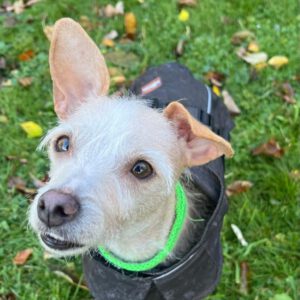 Mischling Saar, 10/2023, ca. 30 cm, 84424 Isen