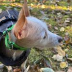 Mischling Saar, 10/2023, ca. 30 cm, 84424 Isen