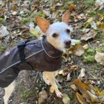 Mischling Saar, 10/2023, ca. 30 cm, 84424 Isen