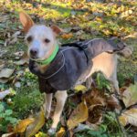 Mischling Saar, 10/2023, ca. 30 cm, 84424 Isen