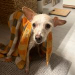 Mischling Saar, 10/2023, ca. 30 cm, 84424 Isen