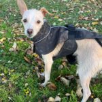 Mischling Saar, 10/2023, ca. 30 cm, 84424 Isen