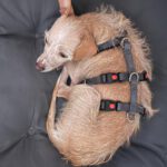 Mischling Saar, 10/2023, ca. 30 cm, 84424 Isen