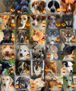 Angsthunde - SALVA Motto im Oktober: Die unsichtbaren Hunde