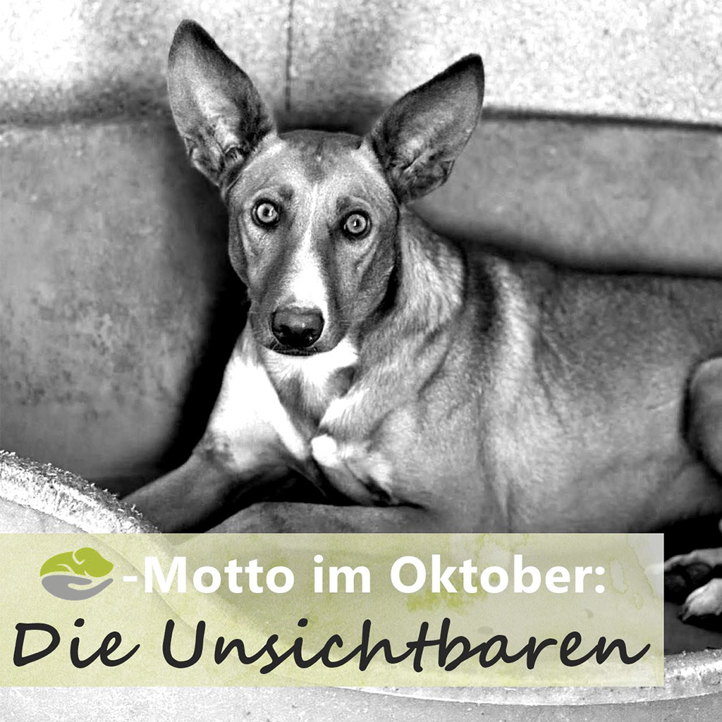 Angsthunde - SALVA Motto im Oktober: Die unsichtbaren Hunde
