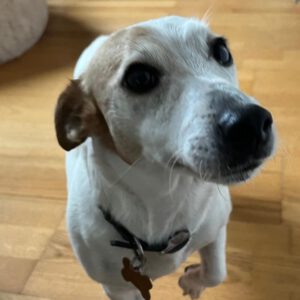 Jack Russel Terrier Sara, 08/2018, ca. 28 cm, 22359 Hamburg