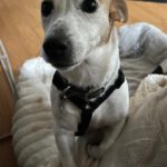 Jack Russel Terrier Sara, 08/2018, ca. 28 cm, 22359 Hamburg