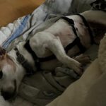 Jack Russel Terrier Sara, 08/2018, ca. 28 cm, 22359 Hamburg