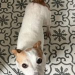 Jack Russel Terrier Sara, 08/2018, ca. 28 cm, 22359 Hamburg