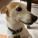 Jack Russel Terrier Sara, 08/2018, ca. 28 cm, 22359 Hamburg