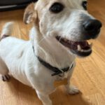 Jack Russel Terrier Sara, 08/2018, ca. 28 cm, 22359 Hamburg