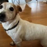Jack Russel Terrier Sara, 08/2018, ca. 28 cm, 22359 Hamburg