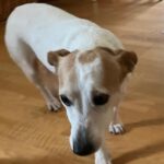 Jack Russel Terrier Sara, 08/2018, ca. 28 cm, 22359 Hamburg