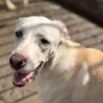 Mischling Shena, 06/2024, ca. 55 cm