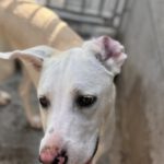 Mischling Shena, 06/2024, ca. 55 cm