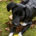 Mischling Smilla, 06/2025, Endgröße ca. 45 cm,21445 Wulfsen