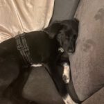 Mischling Smilla, 06/2025, Endgröße ca. 45 cm,21445 Wulfsen