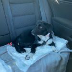 Mischling Smilla, 06/2025, Endgröße ca. 45 cm,21445 Wulfsen