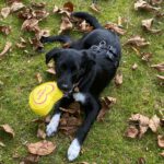 Mischling Smilla, 06/2025, Endgröße ca. 45 cm,21445 Wulfsen