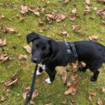 Mischling Smilla, 06/2025, Endgröße ca. 45 cm,21445 Wulfsen