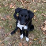 Mischling Smilla, 06/2025, Endgröße ca. 45 cm,21445 Wulfsen