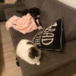 Mischling Smilla, 06/2025, Endgröße ca. 45 cm,21445 Wulfsen