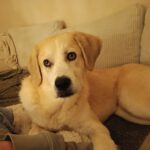 Mischling Snowy, 10/2024, ca. 65 cm,24819 Todenbüttel