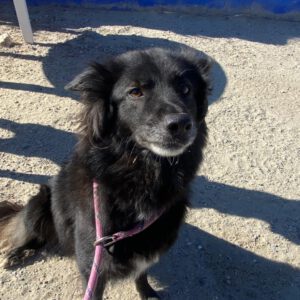 Schäferhund-Mischling Sombra, 03/2020, 53 cm