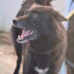 Schäferhund-Mischling Sombra, 03/2020, 53 cm