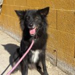 Schäferhund-Mischling Sombra, 03/2020, 53 cm