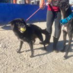 Schäferhund-Mischling Sombra, 03/2020, 53 cm